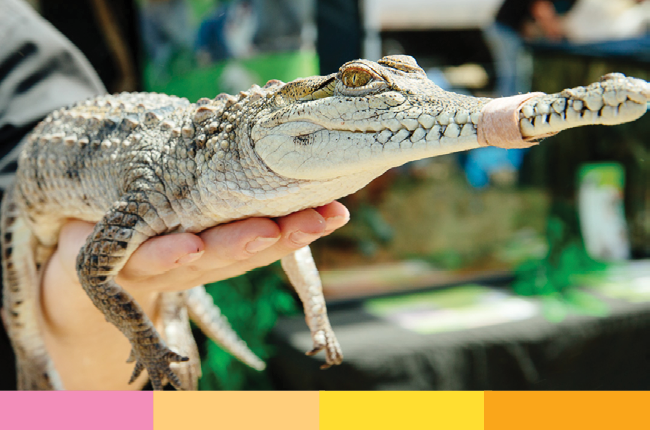 Reptiles_Craigieburn Festival 2023.png