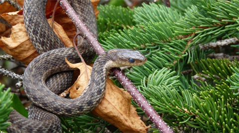 Web tile snake safety.png