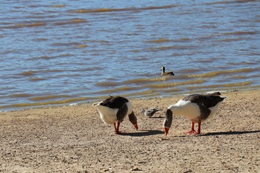 Spavin Drive Reserve