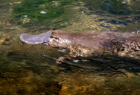 platypus swimming in the water