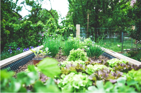 Vegie backyard garden