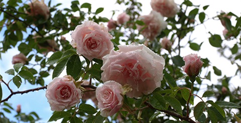 Rose_Garden