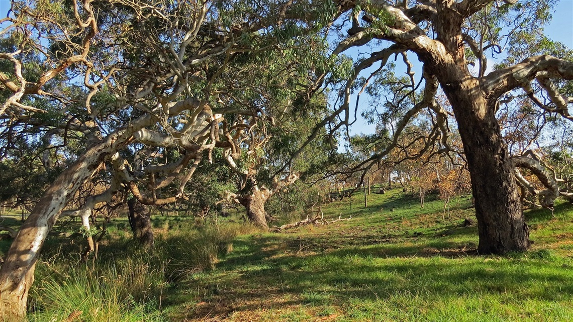Malcolm Creek Reserve Craigieburn trees beside the creek