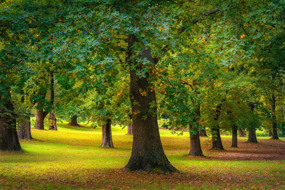 Photographic Portraits of Nature - Karen Robinson - Hume City Council