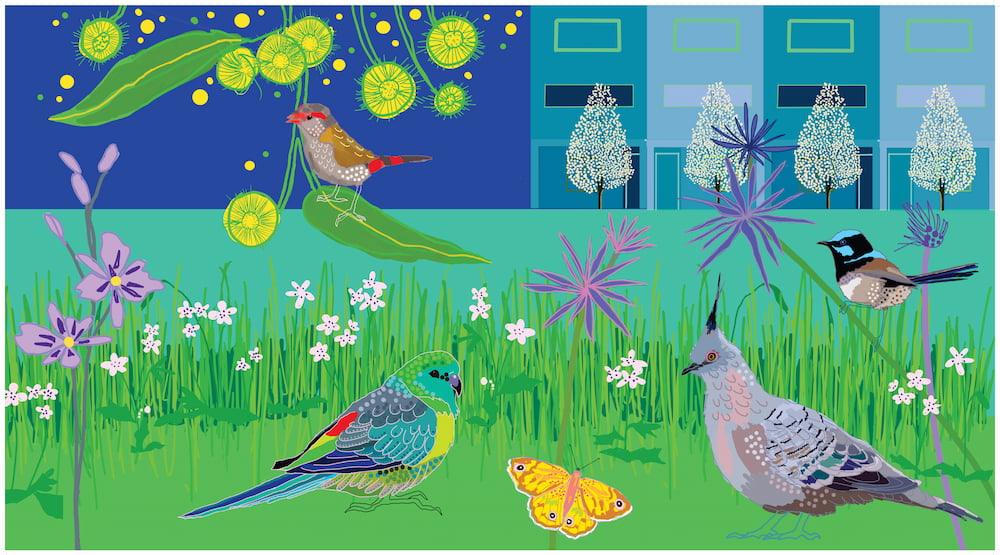 artwork by lisa buckland depicts urban red-browed a red-rumped crested pigeon and superb fairy